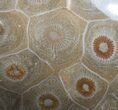 Polished Fossil Coral Colony - Morocco #8845-1